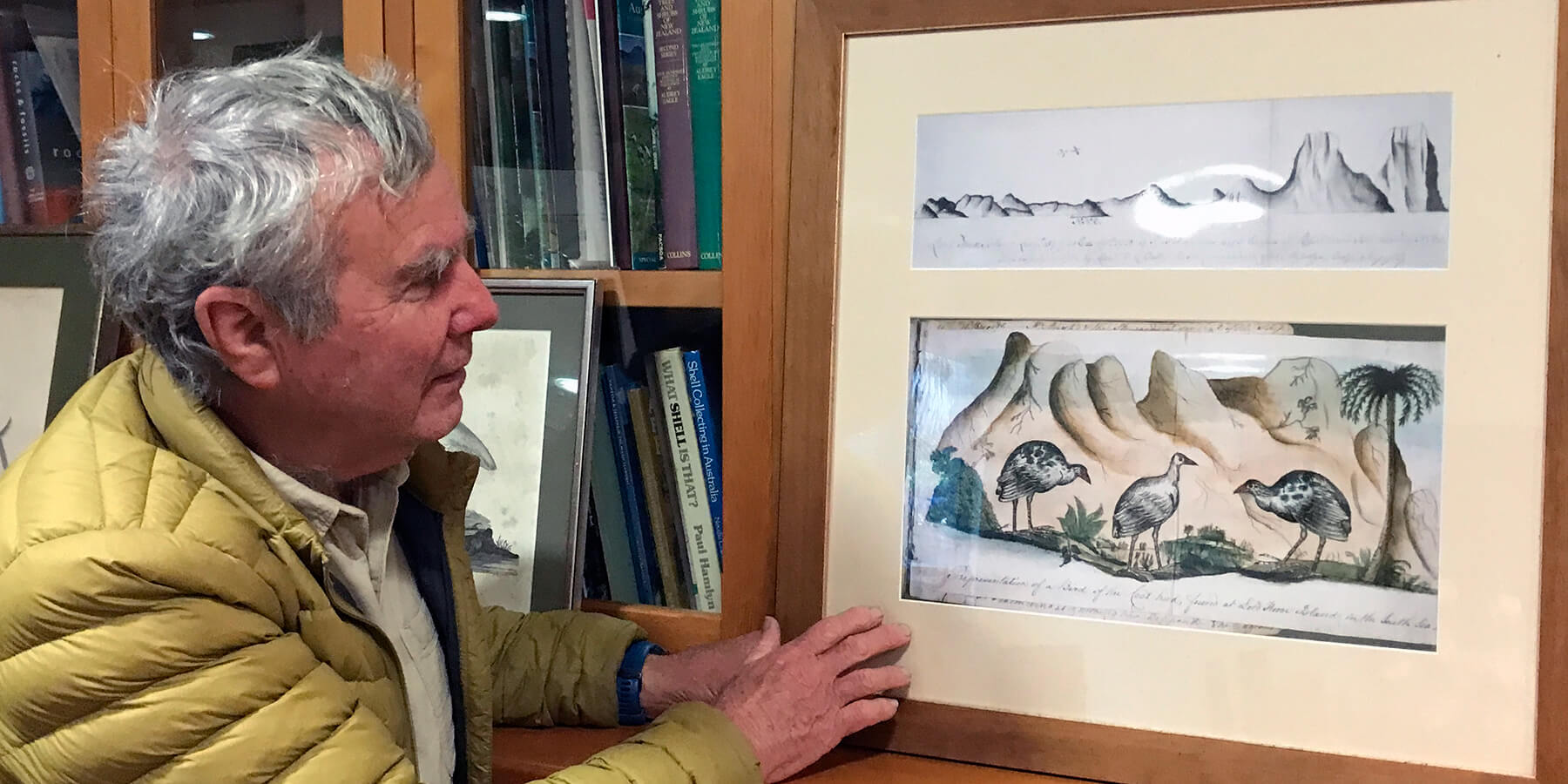 Curator Ian Hutton with the painting of the white gallinule