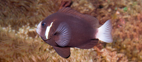 Photo of McCulloch's Anemonefish by Andrew Green, 2015