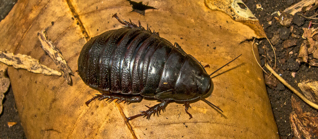 The Lord Howe Island cockroach, thought to be extinct until now.