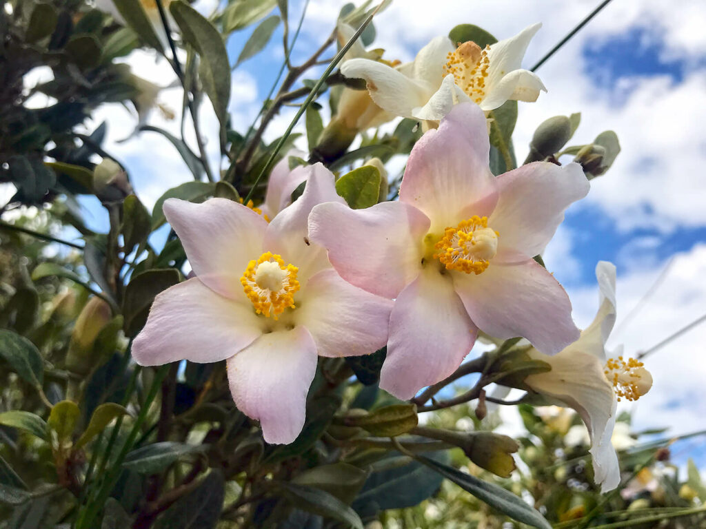 Close-up of Sallywood flowers