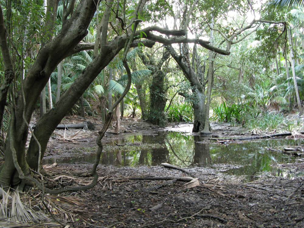 The Sallywood Swamp Forest stand at Cobby's corner