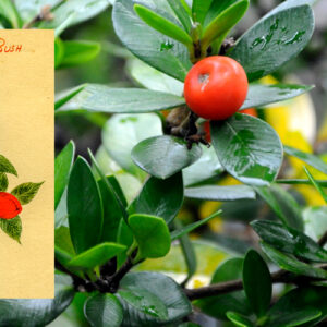 Lord Howe Christmas bush, with inset of painting by Ida McComish