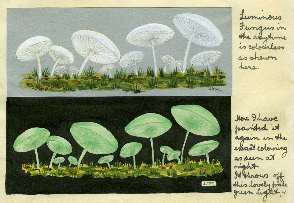 Ida McComish's illustration of glowing mushrooms showing them in daylight and glowing green at night.