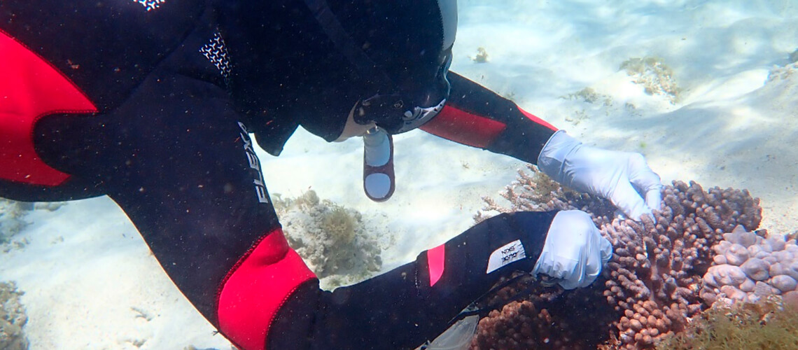 Rosie Steinberg studying coral bleaching underwater, in the Lord Howe Island lagoon.
