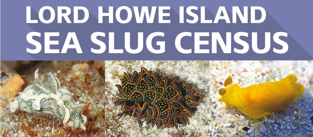 Lord Howe Island Sea Slug Census poster