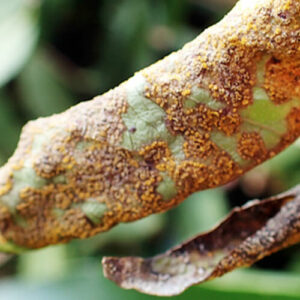 Myrtle rust on Rose Apple, 2016