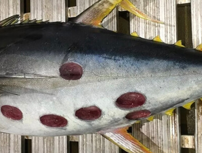 Cookie-cutter shark bites in a tuna.