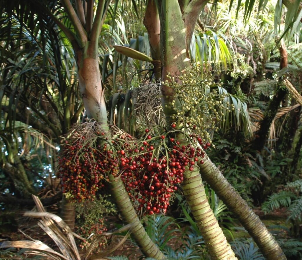 Little Mountain Palm