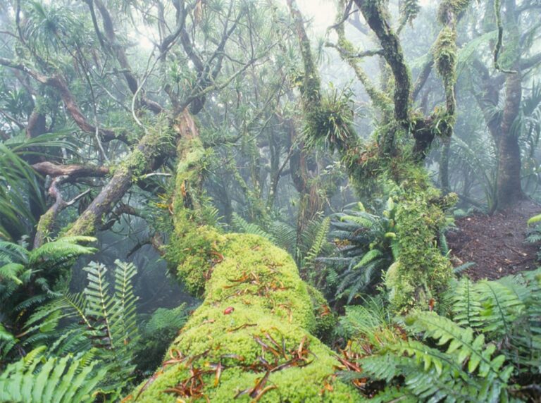 Cloud forest on the summit of Mt Gower